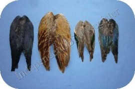 LURE WINGS